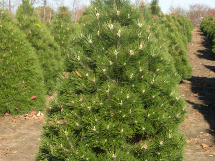 Austrian Pine (Pinus nigra) - 1 gallon 12"