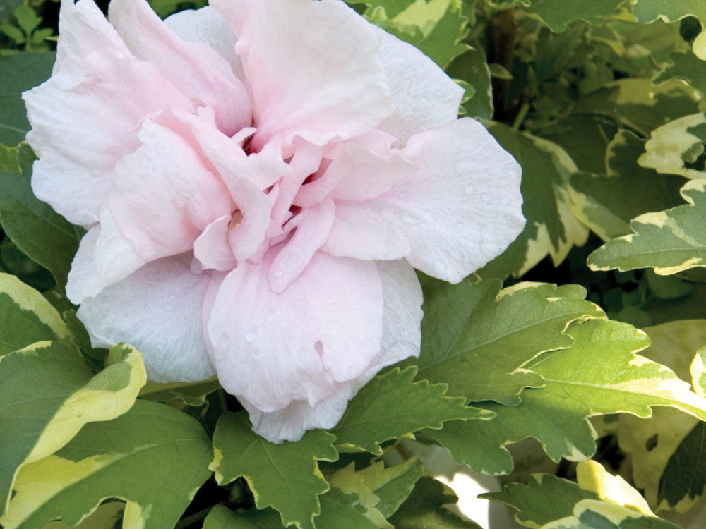 Sugar Tip® Rose of Sharon (Hibiscus syriacus 'America Irene Scott') - 1 gallon
