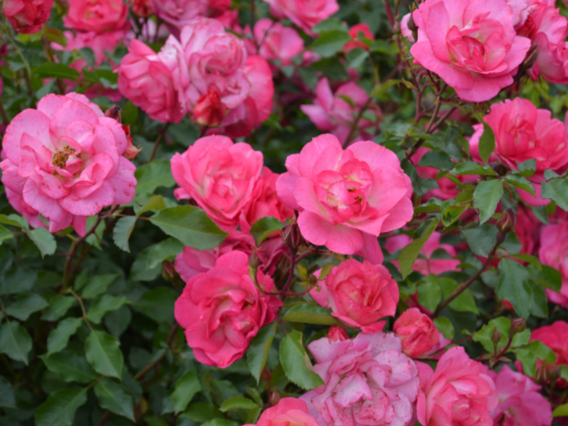 Sunrise Sunset Rose (Rosa E.E 'Sunrise Sunset') - 2 gallon