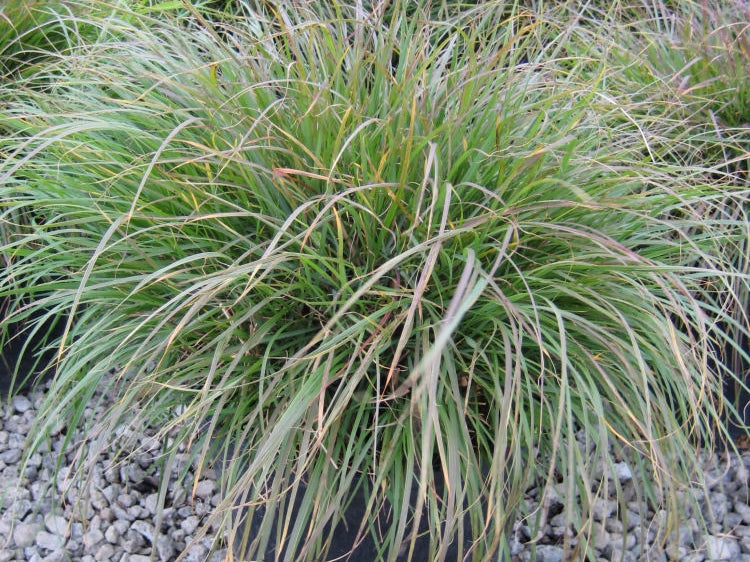 Hameln Fountain Grass (Pennisetum alopecuroides 'Hameln') - 2 gallon