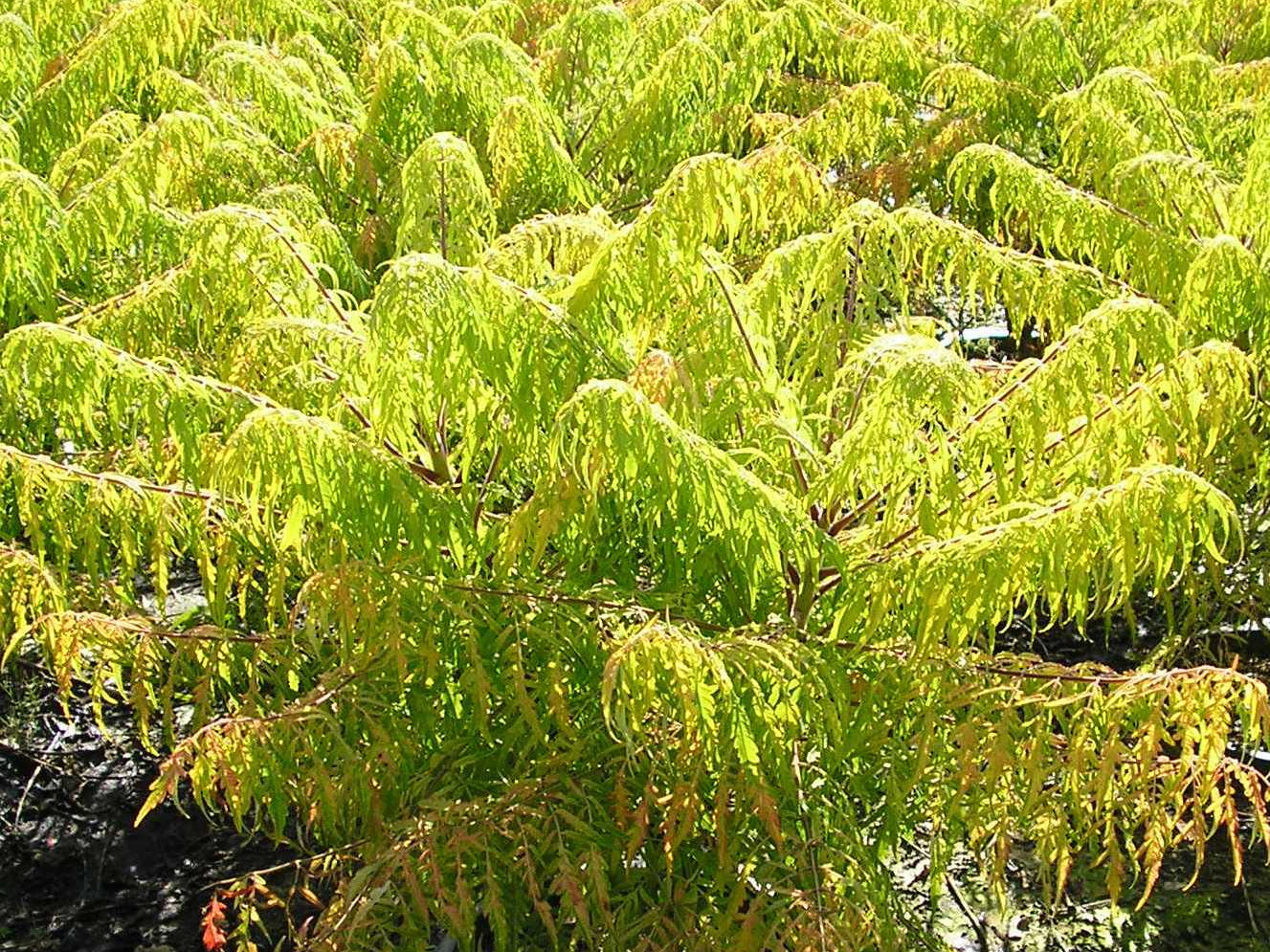 Tiger Eyes® Cutleaf Staghorn Sumac (Rhus typhina 'Bailtiger') - 3 gallon 18"