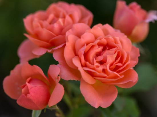 Sweet Fragrance Rose (Rosa E.E 'Sweet Fragrance') - 2 gallon