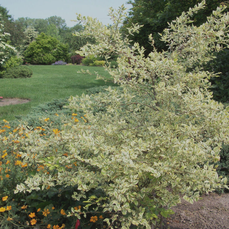 Shiloh Splash Variegated River Birch (Betula nigra 'Shiloh Splash') - 3 gallon 48" TREE