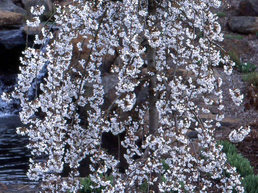 Snow Fountains® Weeping Cherry (Prunus x 'Snofozam') - 3 gallon 36" TREE