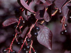 Schubert Chokecherry (Prunus virginiana 'Schubert') - 3 gallon 48" TREE