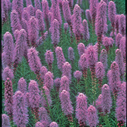 Gayfeather (Liatris kobold) - 1 gallon