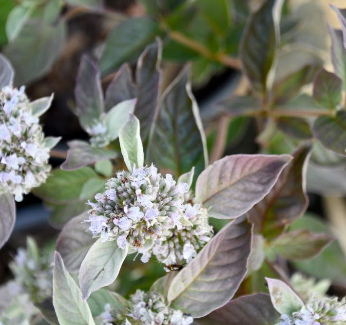 Smokey Mountain Mint (Pycnanthemum x 'Smokey Mountain Mint') - 1 gallon