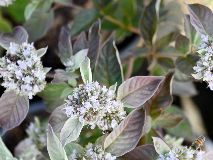 Smokey Mountain Mint (Pycnanthemum x 'Smokey Mountain Mint') - 1 gallon