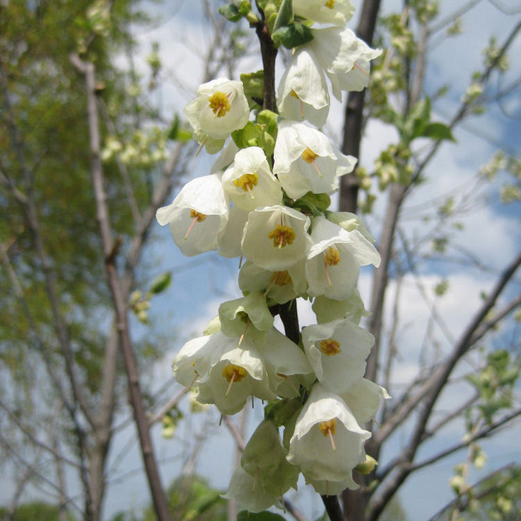 Carolina Silverbell (Halesia tetraptera) - 3 gallon TREE