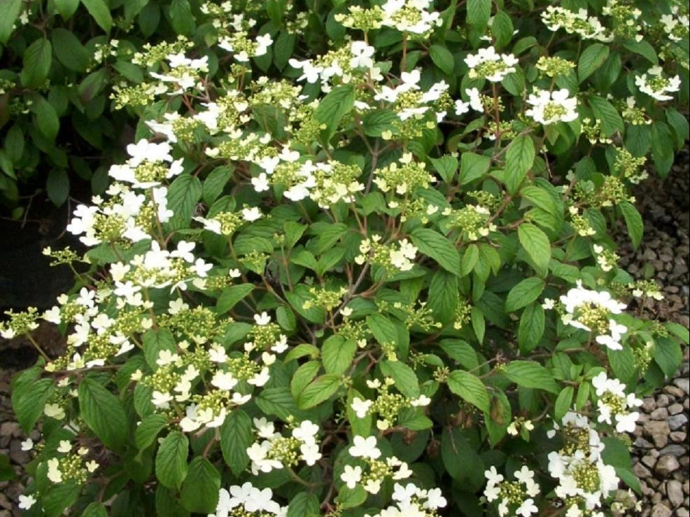 Summer Snowflake Viburnum (Viburnum plicatum 'Summer Snowflake') - 1 gallon