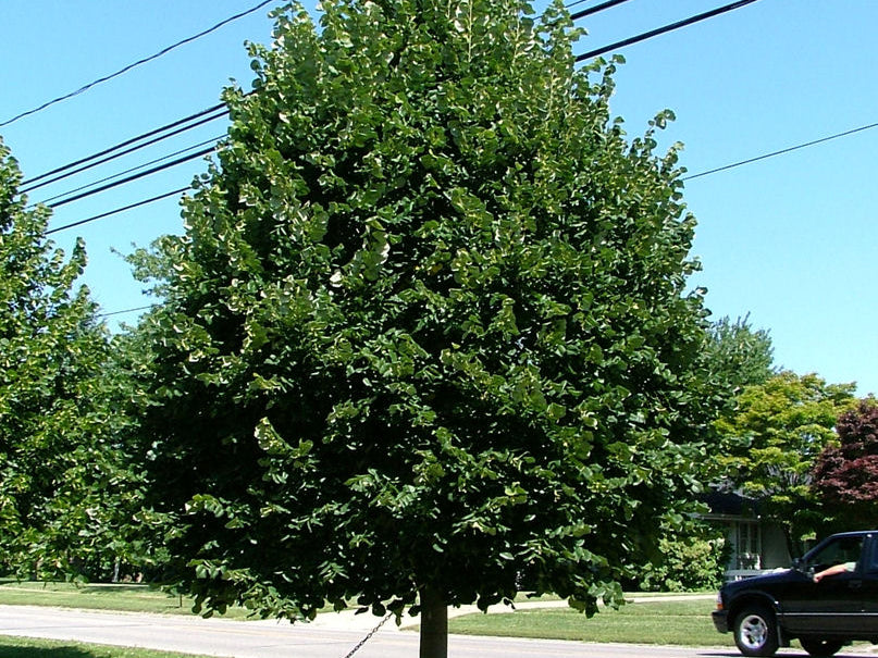 Greenspire™ Littleleaf Linden (Tilia cordata 'Greenspire') - 3 gallon 4'-5' WHIP