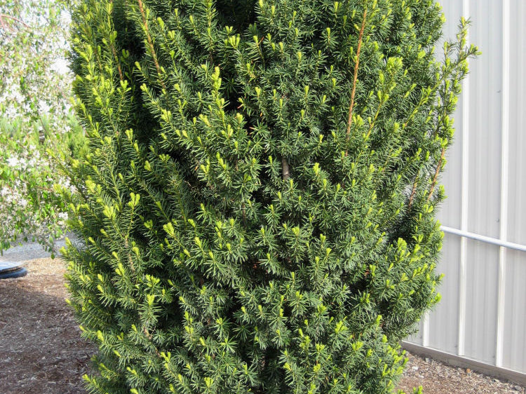 Hick's Yew (Taxus x media 'Hicksii') - 1 gallon