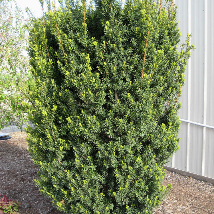 Hick's Yew (Taxus x media 'Hicksii') - 1 gallon