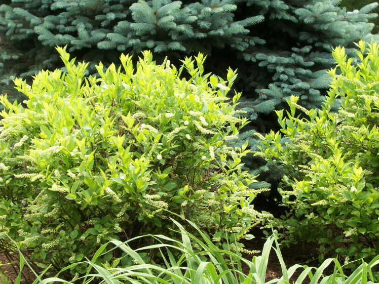Henry's Garnet Virginia Sweetspire (Itea virginica 'Henry's Garnet') - 1 gallon