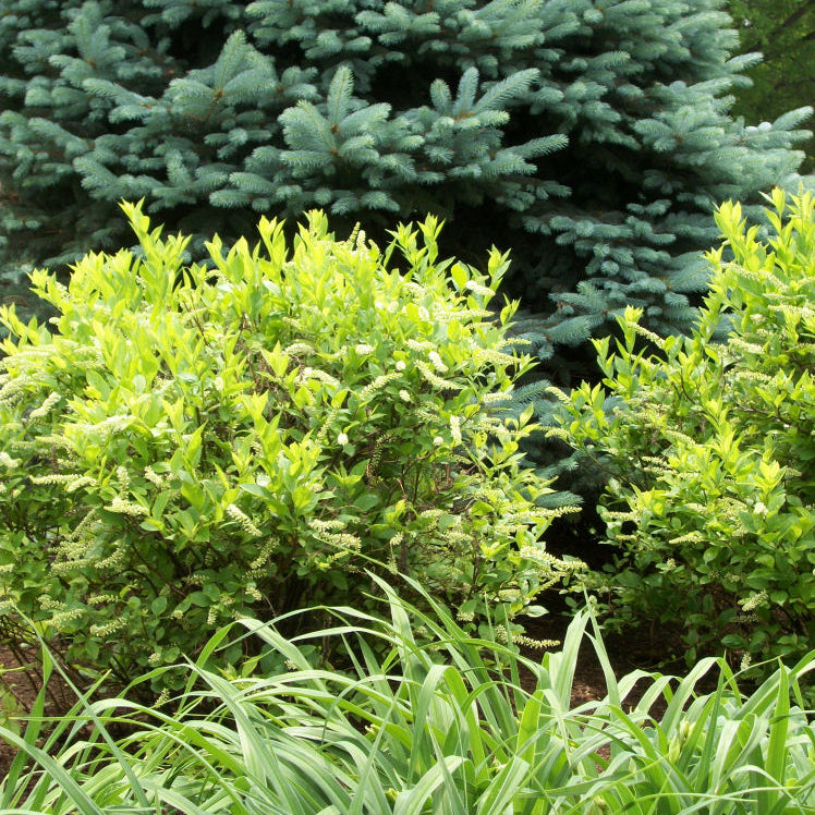 Henry's Garnet Virginia Sweetspire (Itea virginica 'Henry's Garnet') - 1 gallon