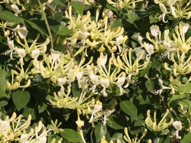 Scentsation Honeysuckle (Lonicera P 'Scentsation') - 3 gallon