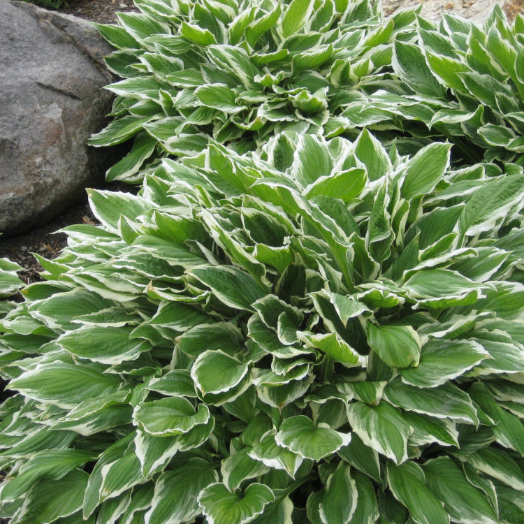 Francee Plantain Lily (Hosta francee 'Francee') - QT