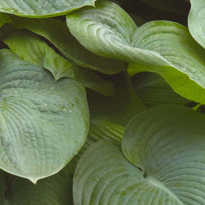 Elegans Plantain Lily (Hosta sieboldiana 'Elegans') - QT