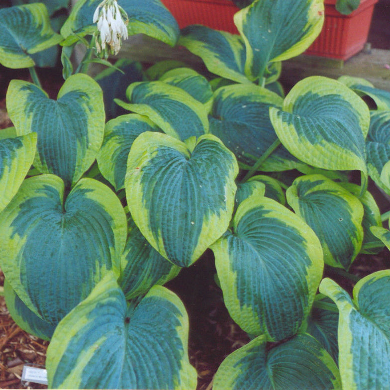 Francis Williams Plantain Lily (Hosta francis 'Williams') - QT