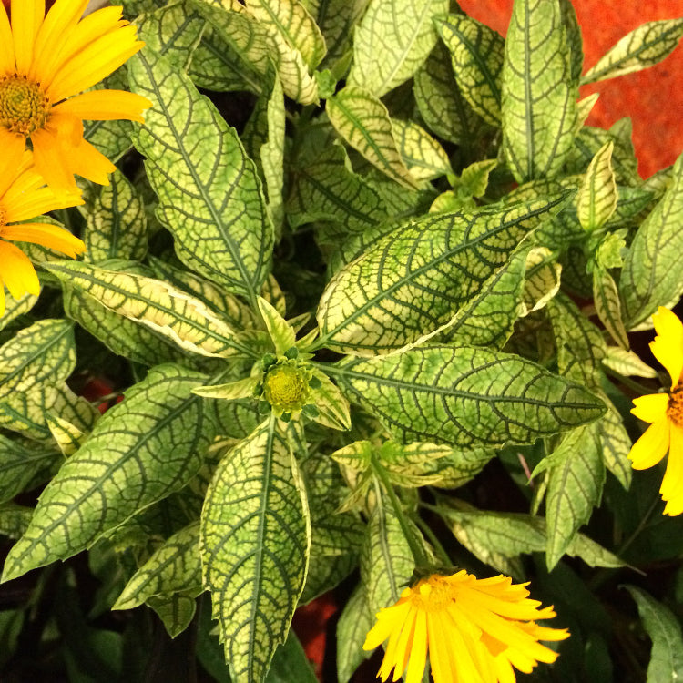 Sunstruck False Sunflower (Heliopsis helianthoides 'Sunstruck') - 1 gallon