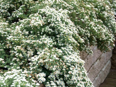 Snow Flurry Aster (Aster ericoides 'Snow Flurry') - 1 gallon