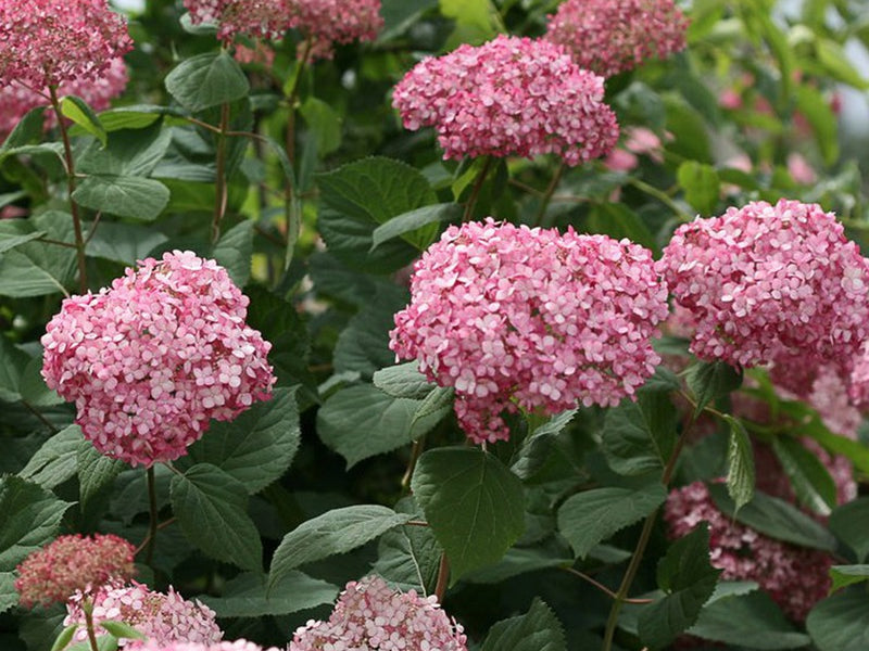 Invincibelle® Ruby Smooth hydrangea (Hydrangea arborescens 'Invincble Ruby') - 3 gallon