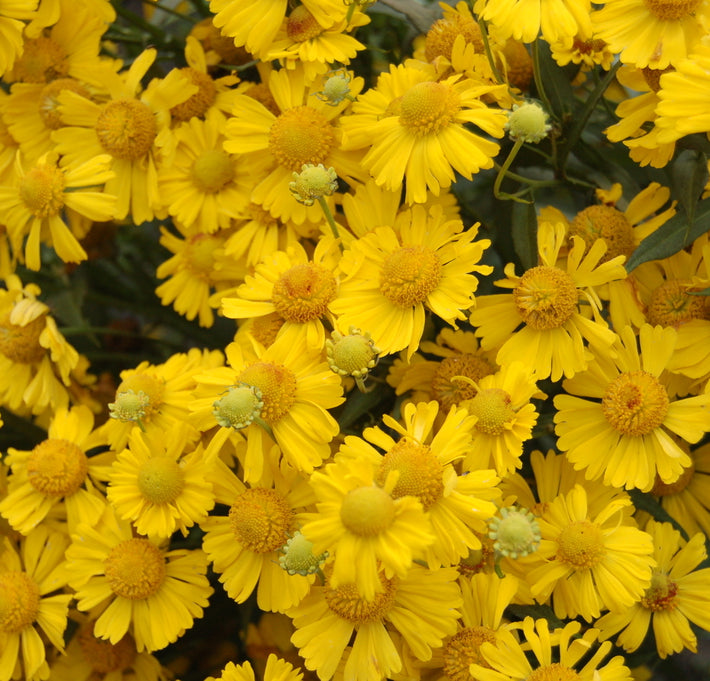 Sombrero Sneeze Weed (Helenium 'Mariachi Sombrero') - 1 gallon