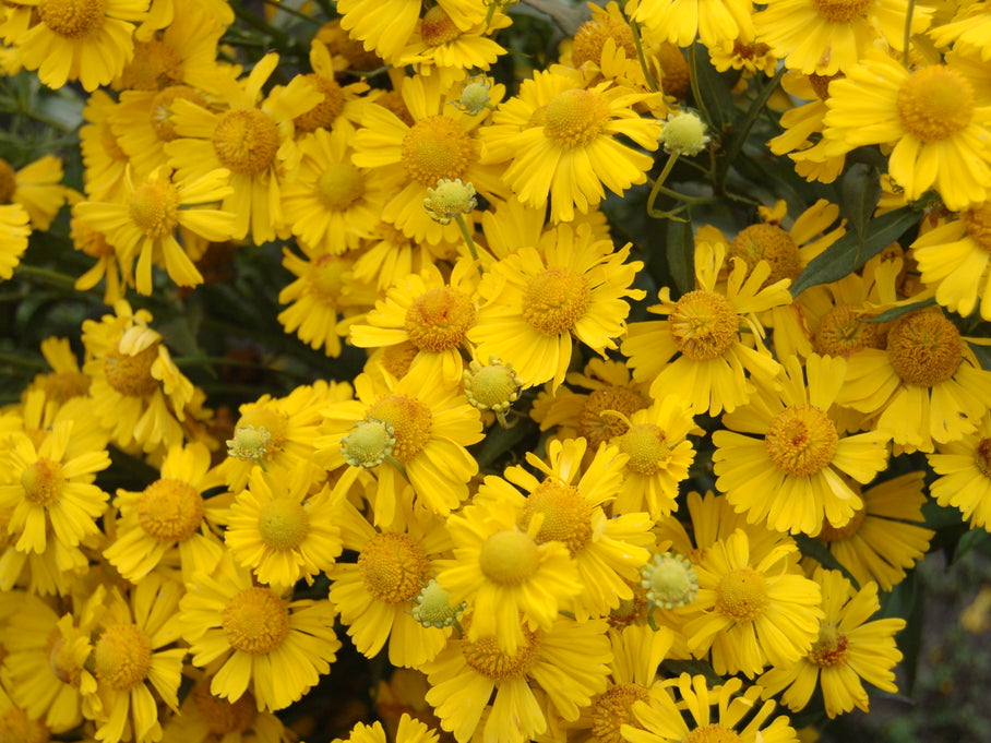 Sombrero Sneeze Weed (Helenium 'Mariachi Sombrero') - 1 gallon