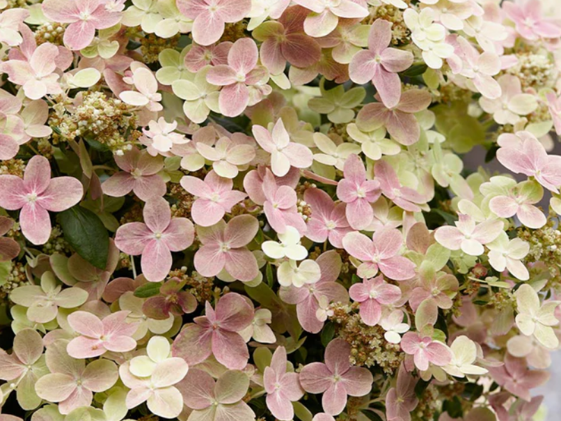 Hydrangea Early Evolution (Hydrangea 'P Early Evolution') - 1 gallon