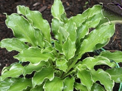 Shadowland® 'Wheee!' Hosta (Hosta wheee) - 1 gallon