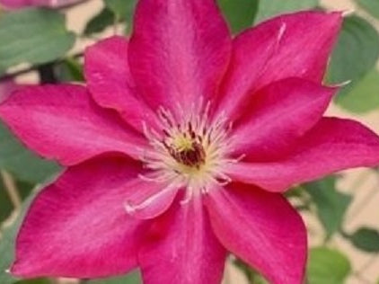 Tekla™ Clematis (Clematis tekla) - 1 gallon