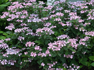 Tiny Tuff Stuff™ Mountain Hydrangea (Hydrangea 'S Tiny Tuff Stuff') - 3 gallon