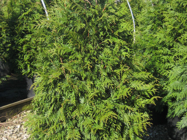 Green Giant Arborvitae (Thuja plicata 'Green Giant') - QT