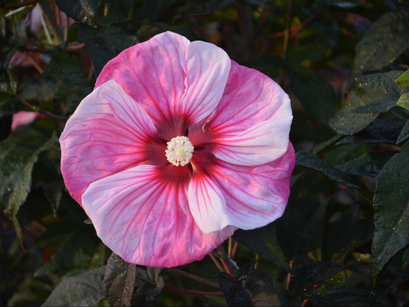Summerific® 'Cherry Choco Latte' Rose Mallow (Hibiscus 'Cherry Choco Latte') - 2 gallon