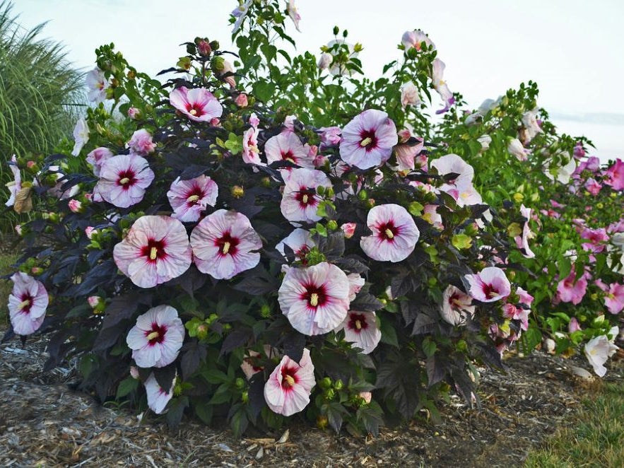 Summerific® 'Perfect Storm' Rose Mallow (Hibiscus x 'Summerific Perfect Storm') - 1 gallon