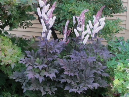 Hillside Black Beauty Bugbane (Cimicifuga R 'Hillside Black Beauty') - 1 gallon