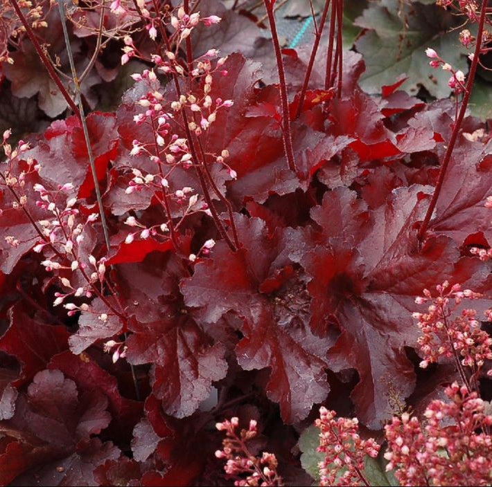 Forever Red Coralbells (Heuchera forever 'Red') - 1 gallon