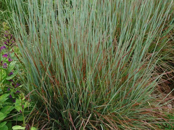 Standing Ovation Little Bluestem (Schizachyrium 'Stand. Ovation') - 2 gallon
