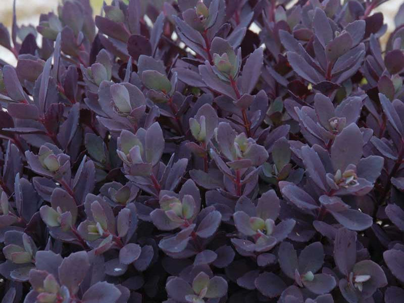 SunSparkler® Plum Dazzled Stonecrop (Sedum plum 'Dazzled') - 1 gallon