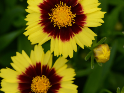 Uptick® Yellow and Red Tickseed (Coreopsis '‘Baluptowed’') - 1 gallon