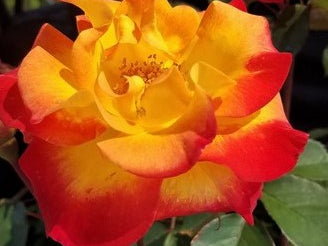 Sunset Horizon™ Rose (Rosa sunset 'Horizon') - 3 gallon