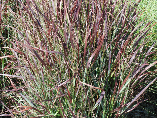 Shenandoah Switch Grass (Panicum virgatum 'Shenandoah') - 2 gallon