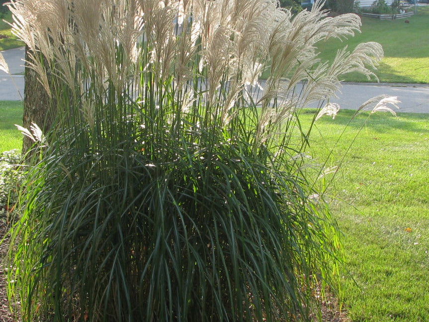 Gracillimus Maiden Grass (Miscanthus sinensis 'Gracillimus') - 2 gallon