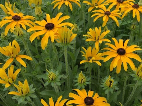 Glitters LIke Gold Black Eyed Susan (Rudbeckia x 'Glitters Like Gold') - 1 gallon