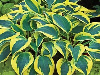 Shadowland® 'Autumn Frost' (Hosta shadowland 'Autumn Frost') - 1 gallon