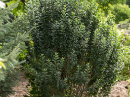 Straight Talk® Privet (Ligustrum V 'Straight Talk') - 3 gallon 18"