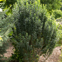Straight Talk® Privet (Ligustrum V 'Straight Talk') - 3 gallon 18"