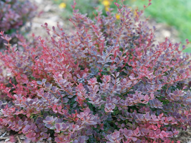 Sunjoy Mini Maroon® Barberry (Berberis thunbergii 'Sunjoy Mini Maroon') - 2 gallon 10"