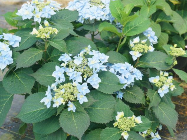 Tuff Stuff Ah-Ha® Reblooming Mountain Hydrangea (Hydrangea 'S Tuff Stuff Ah-Ha') - 3 gallon