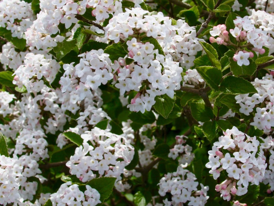 Sugar 'n Spice™ Korean Spice Bush (Viburnum carlesii 'Select Sugar N Spice') - 3 gallon 18"